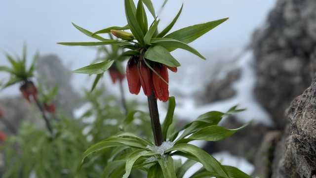 7 kilometre yürüyüp çıktığı yaylada kar altındaki ters laleleri görüntüledi
