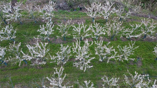 Tekirdağ'da kiraz bahçeleri ağaçların çiçek açmasıyla beyaza büründü