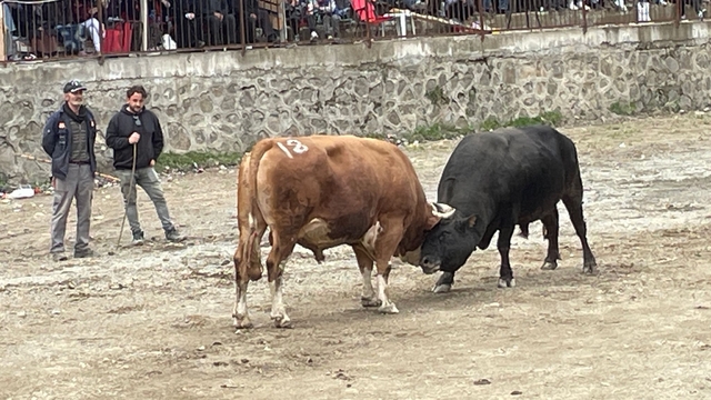 Artvin'de boğa güreşi heyecanı