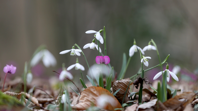 Kırklareli'nin Longoz Ormanları'nda açan kardelenler doğayı süsledi