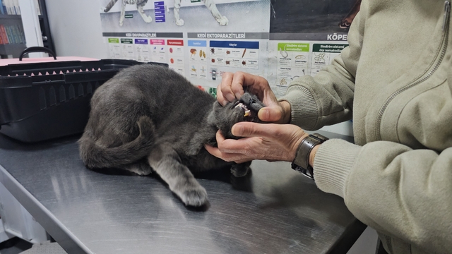 Kediye altından diş yapıldı