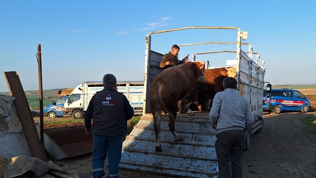 Hastalıktan ari Tekirdağ'a kaçak yolla büyükbaş hayvan getiren kişiye 105 bin lira ceza uygulandı