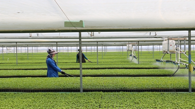 Erzincan'da seralarda üretilen ve bölgeye pazarlanan sebze fideleri büyümeye başladı