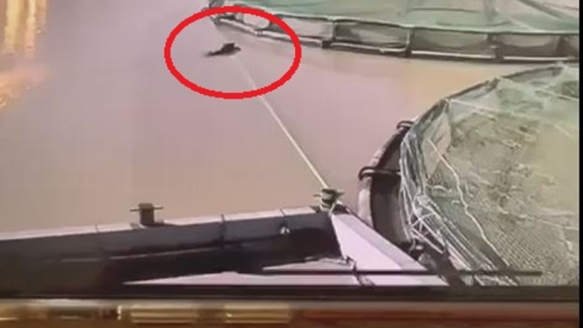 Ayının su ürünleri tesisindeki balıkları yiyip uzaklaştığı anlar kamerada