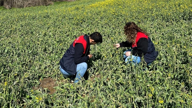 Trakya'da zirai dondan etkilenen tarım alanlarında hasar tespit çalışmaları başladı