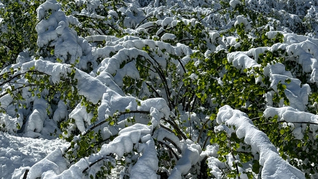 Fındıkta çifte tehdit; 200 bin ton kayıp beklentisi