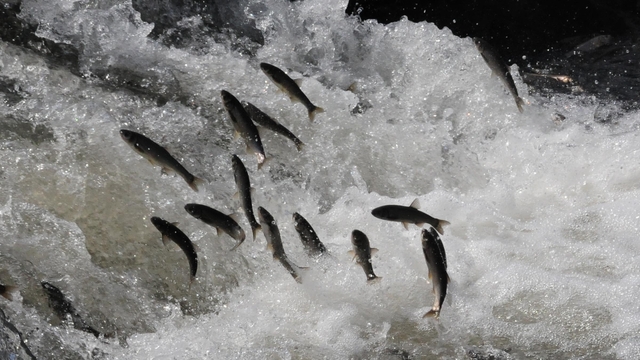 Van Gölü'nün incisi için av yasağı başladı
