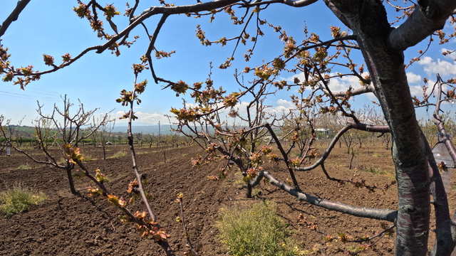 Küresel iklim değişikliği meyve bahçelerinde rekolte kaybına neden oluyor