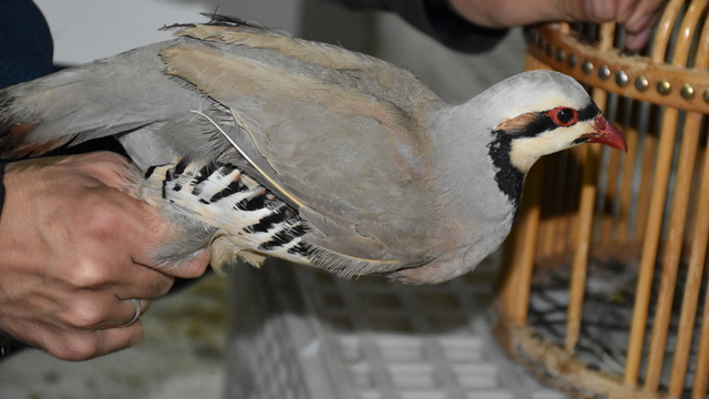 Şırnak'ta aracında ticareti yasak 21 kınalı keklik bulunan sürücüye 76 bin 500 lira ceza