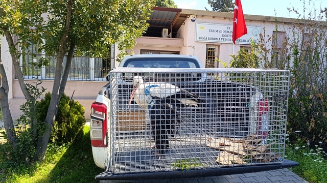 Hatay'da bulunan yaralı leylek tedaviye alındı