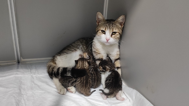 Aydın'da hamile kedi sığındığı veteriner kliniğinde doğum yaptı
