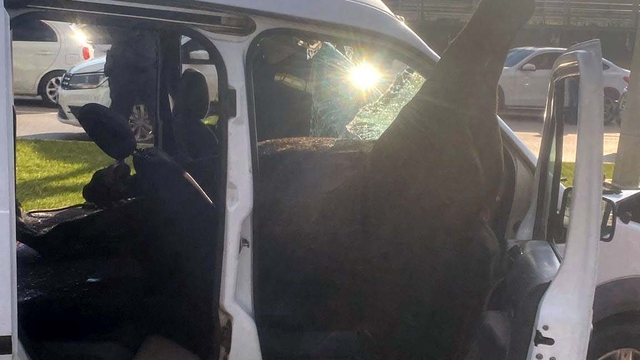 Gaziantep'te , yola fırlayan at polis aracına girdi