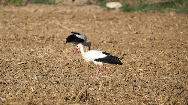 Karaman'da leylekler tarlalarda beslenirken görüntülendi