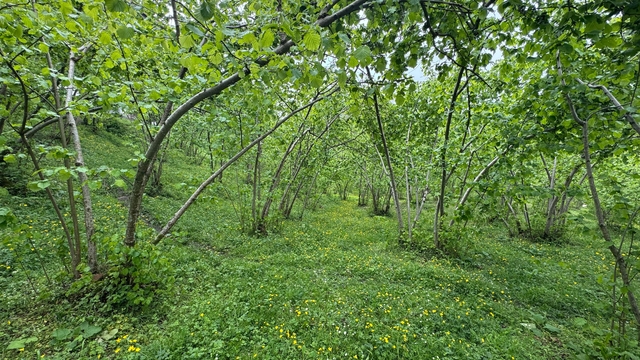 Giresun Üniversitesi fındıkta verim düşüklüğüne örnek bahçeyle çözüm arayacak