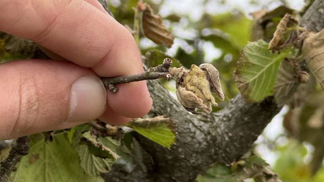 Tarım ve Orman Bakan Yardımcısı Bağcı, zirai dondan etkilenen fındık bahçelerini inceledi: