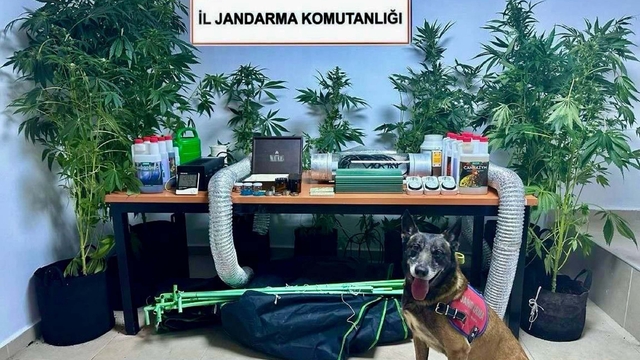 Elbise dolabında Hint keneviri yetiştiren öğretmene gözaltı