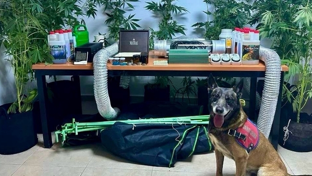 Bodrum'da evinde iklimlendirme sistemiyle kenevir yetiştiren zanlı yakalandı