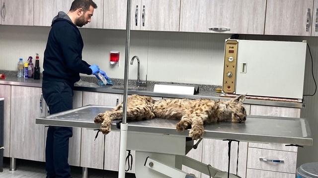 Bitlis'te bitkin halde bulunan vaşak tedaviye alındı