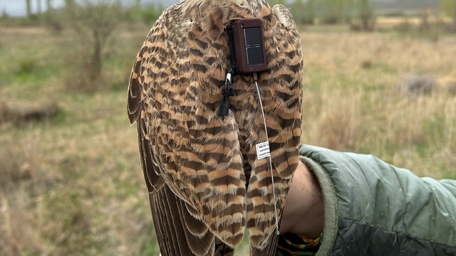 Iğdır'da uydu verici takılan kerkenez, 183 kilometre yol katederek Ermenistan'a uçtu