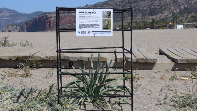 Antalya'da kum zambakları koruma altına alındı