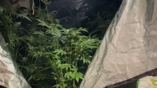 Elbise dolabında Hint keneviri yetiştiren öğretmene adli ve idari soruşturma