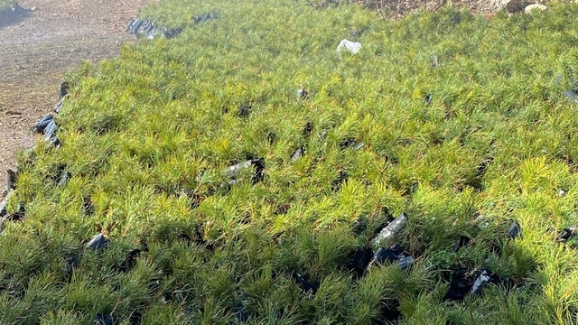 Bolu'da yangınlarda zarar gören alanlar 5 milyon 350 ağaçla yeşillendirilecek