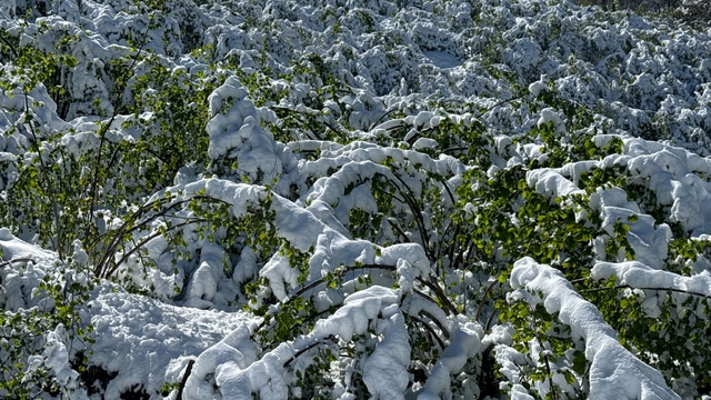 Trabzon'da 'zirai don' etkisi; yüzde 25'lik zarar