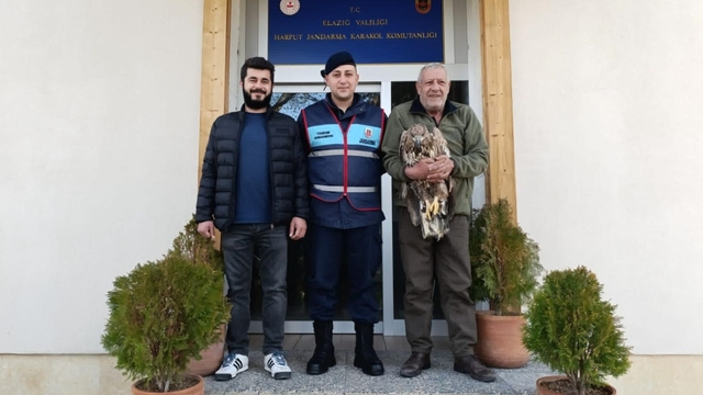 Elazığ'da jandarmanın bulduğu yaralı kaya kartalı tedavi altına alındı