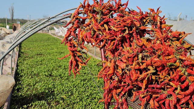 Karaağaç acı biberi üreticisi, fidesini de kendisi yetiştirip maliyeti azalttı