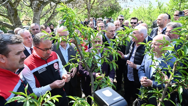 Bakan Yardımcısı Gümen: İznik'te 63 bin dekar alan zirai dondan etkilendi