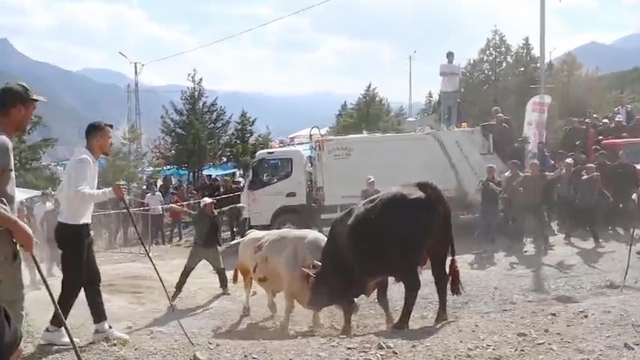 Boğaların güreşi arenanın dışına taştı, izleyiciler tedirginlik yaşadı (2)