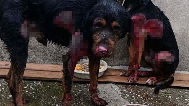 Araç arkasında sürüklenen 2 köpek, aylar sürecek tedaviye alındı