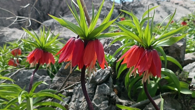 En fazla 1 ay yaşayabilen ters laleleri görmeye geliyorlar