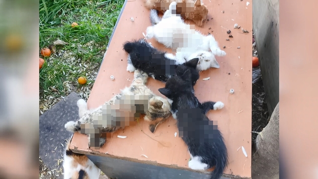 Apartman bahçesindeki 8 yavru kedi, kesici aletle öldürüldü