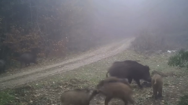 Türkiye'nin yaban hayatı zenginliği fotokapanlarda
