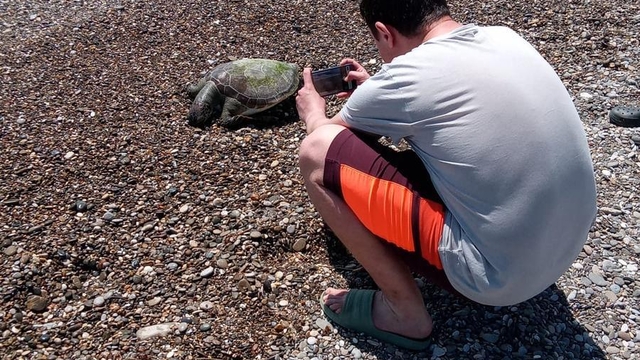 Serik'te sahilde ölü caretta caretta bulundu