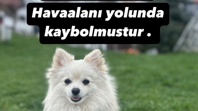 Kayıp köpeği Şeker'i bulana 50 bin lira ödül verecek