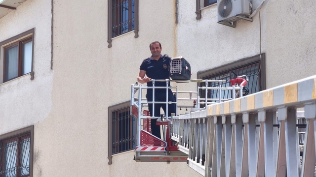 Hatay'da pencere korkuluğunda mahsur kalan kediyi itfaiye ekibi kurtardı