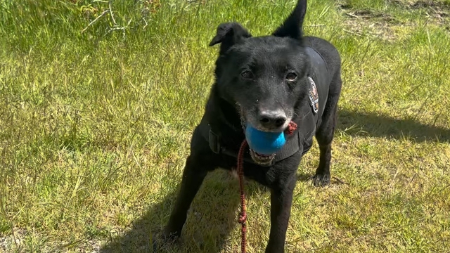 'Zeytin' ve 'Gölge'nin operasyon hazırlığını DHA görüntüledi; top ararken uyuşturucu buluyorlar