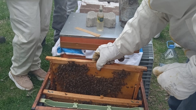 Şarkışla'da arıcılık kursu açıldı