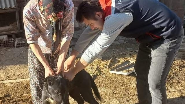Saraydüzü ve Dikmen'de sahipli köpekler kimliklendiriliyor