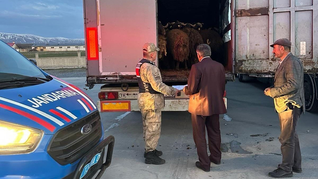 Ağrı'da çalınan 300 küçükbaş, Bitlis'te jandarmanın durdurduğu TIR'larda bulundu