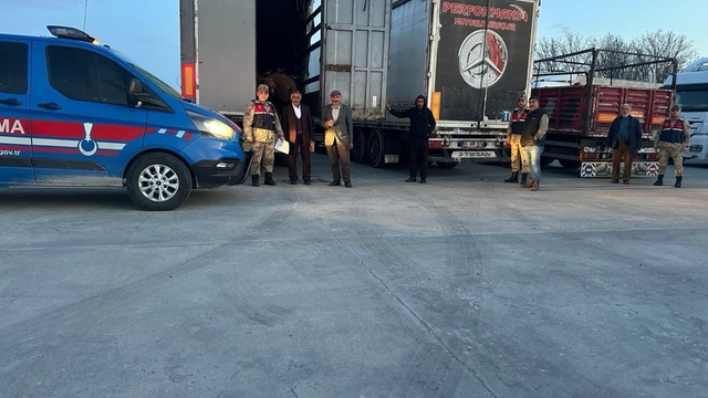 Ağrı'da çalınan 300 koyun Bitlis'te bulundu