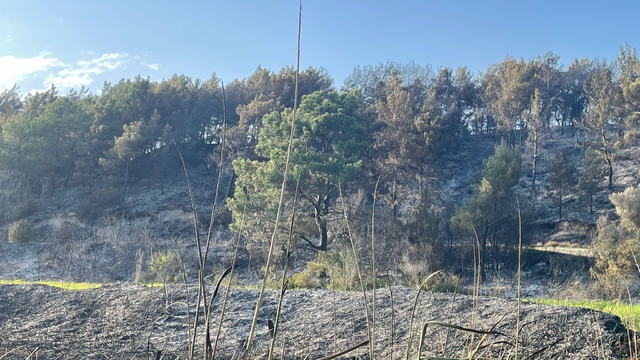 Muğla'da tarım arazisinden ormana sıçrayan yangın söndürüldü