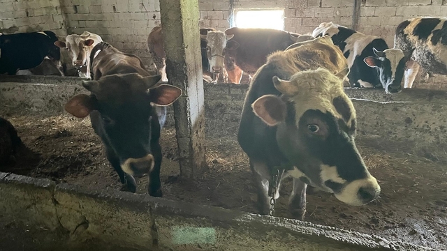 Kırklareli'ne kaçak yolla büyükbaş hayvan getiren kişiye 109 bin 390 lira ceza kesildi