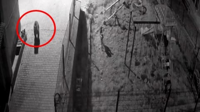 Sokak köpekleri, konteynerde yiyecek arayan ayıyı kovaladı