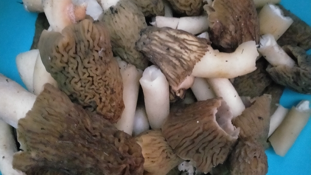 Tokat'ta kuzugöbeği mantarı toplanmaya başlandı