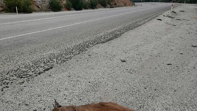 Muğla'da nesli tehlike altındaki karakulak araç çarpması sonucu telef oldu