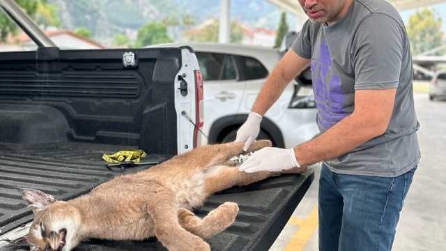 Muğla'da araç çarpan karakulak öldü