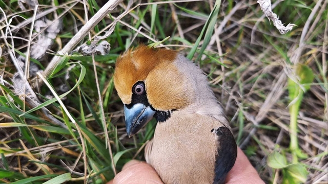 Yozgat'ta jandarmanın bulduğu yaralı kocabaş kuşu tedaviye alındı